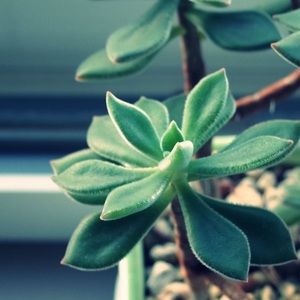 Meet your Posher, Rosie